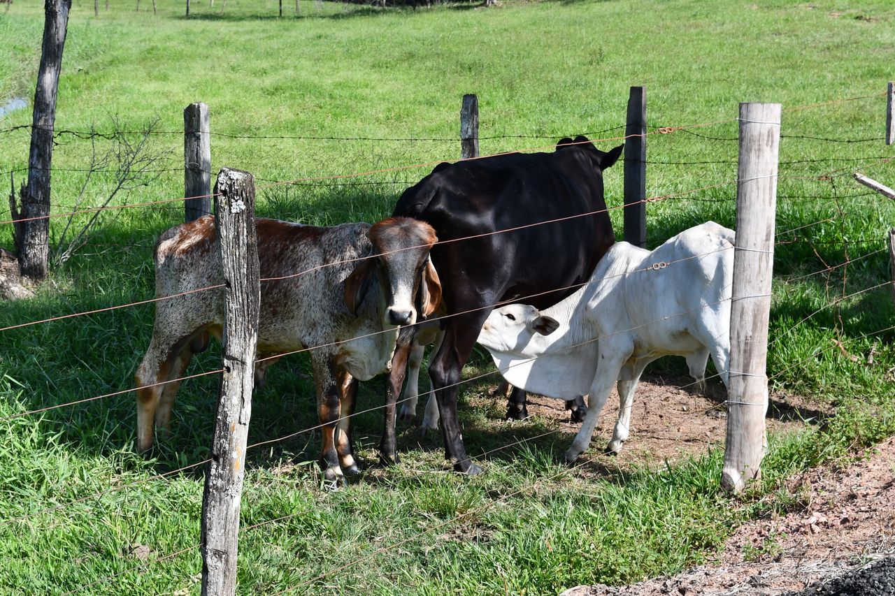 A group of cows grazing in a sunny pasture surrounded by wooden fencing.
