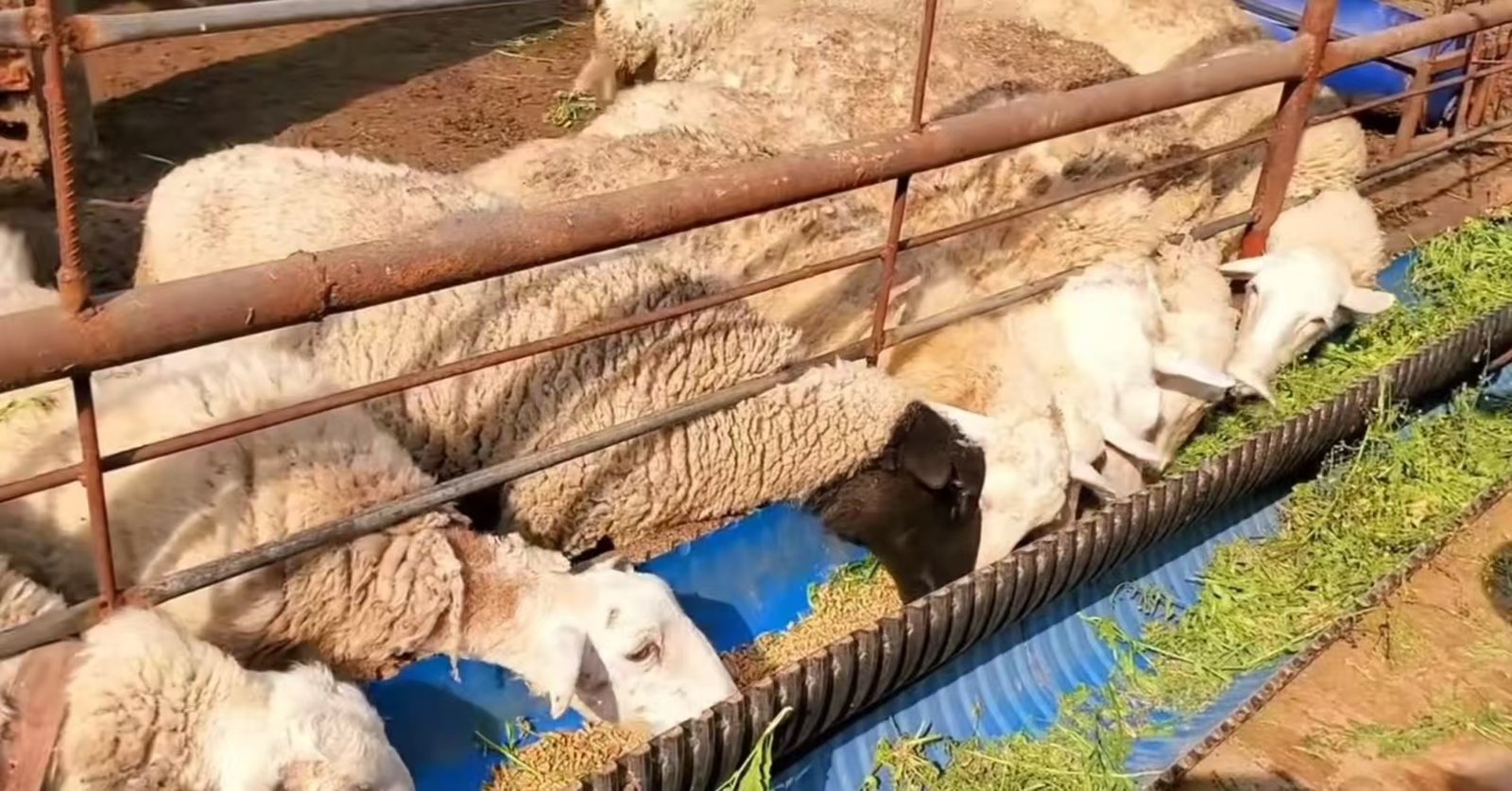 Sheep eating homemade pellet feed and fresh forage in a farm feeding trough
